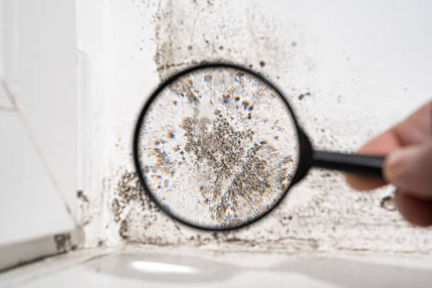 Environmental Consulting for Mold Prevention in Addison, TX